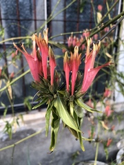 Clinacanthus nutans