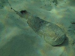 Astroscopus y-graecum