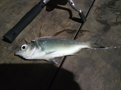 Eucinostomus currani