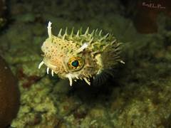 Chilomycterus antennatus