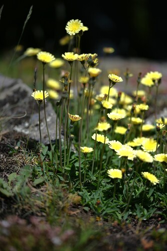 Lettuce Hawkweed (Pilosella lactucella)