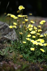 Pilosella lactucella, photograph (c) Flavien Saboureau, some rights reserved (CC BY)