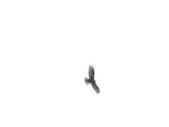 Buteo albonotatus