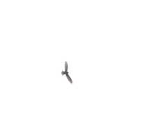 Buteo albonotatus