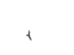 Buteo albonotatus