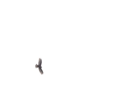 Buteo albonotatus