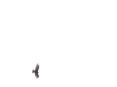 Buteo albonotatus
