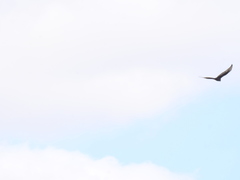 Buteo albonotatus