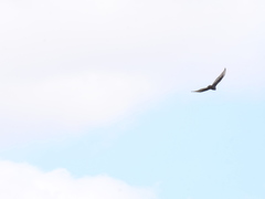 Buteo albonotatus