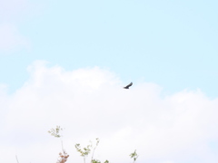 Buteo albonotatus