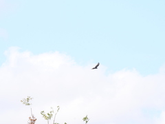 Buteo albonotatus
