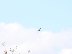 Buteo albonotatus