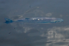 Dusky Narrow Hatchetfish photo 4
