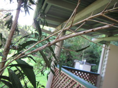 Acrophylla wuelfingi