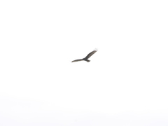 Buteo albonotatus
