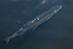Dusky Narrow Hatchetfish photo 3