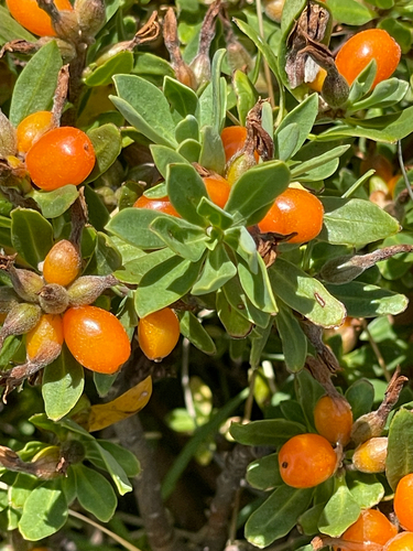 Daphne oleoides, photograph 2