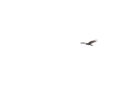 Buteo albonotatus