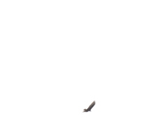 Buteo albonotatus