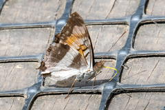 Doxocopa