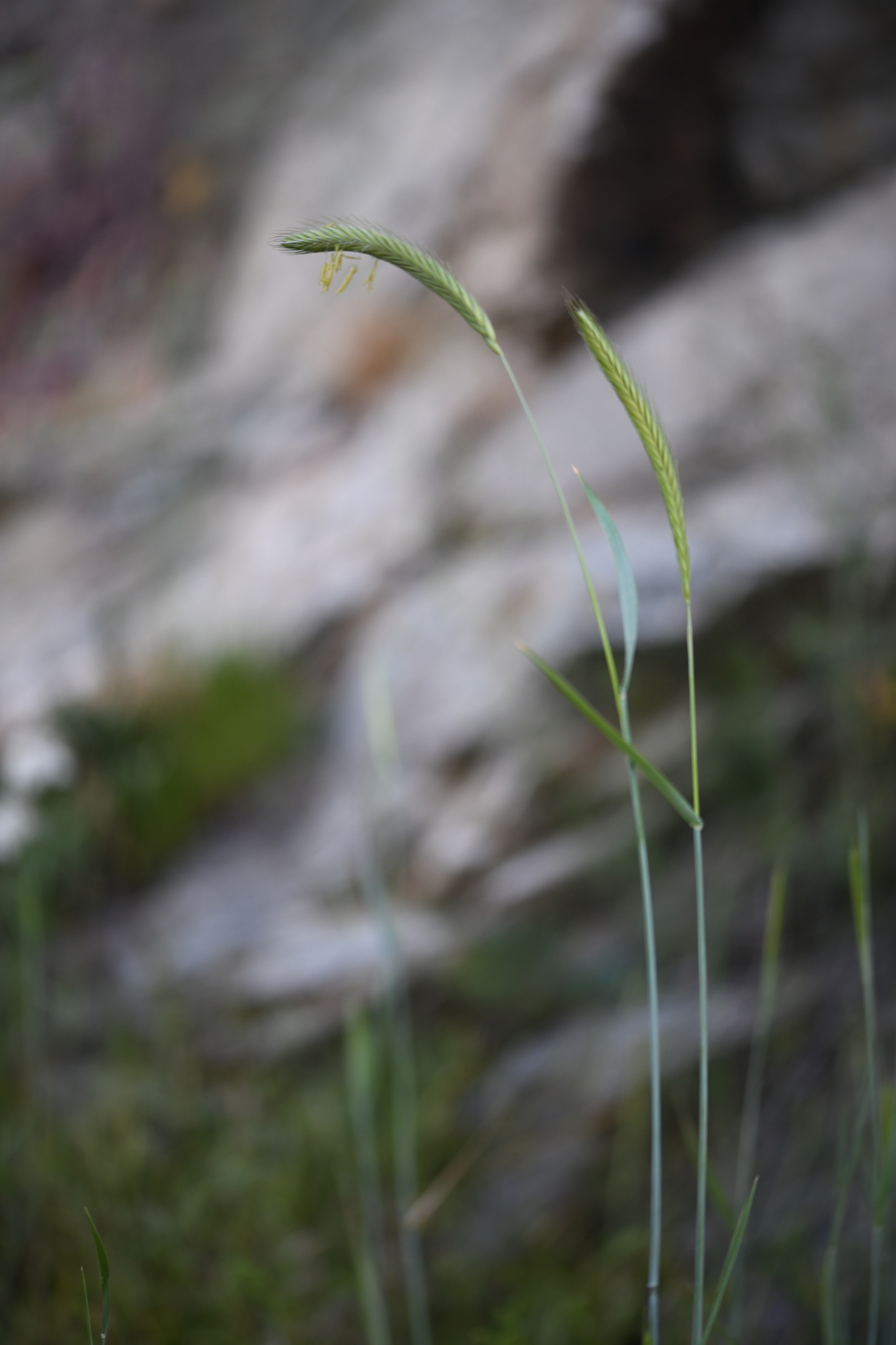 Wild Rye (Secale strictum)