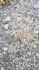 Tidestromia suffruticosa