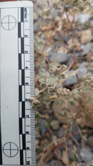 Tidestromia suffruticosa