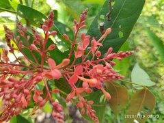 Saraca declinata