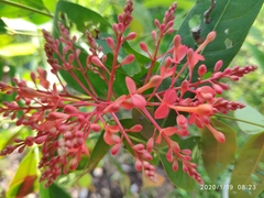 Saraca declinata