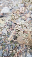 Tidestromia suffruticosa