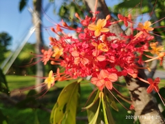Saraca declinata