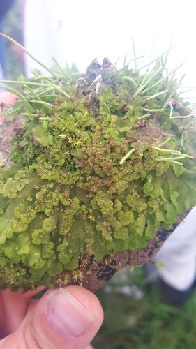Leiosporoceros dussii