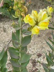 Linaria grandiflora