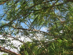 Acrophylla wuelfingi