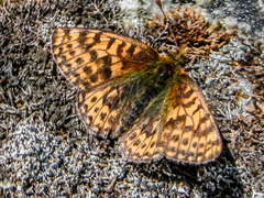 Boloria polaris