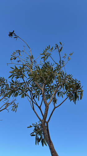 Tabebuia aurea observed 2025-12-12