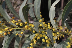 Acacia obliquinervia