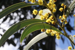 Acacia obliquinervia