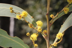 Acacia obliquinervia