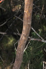 Acacia obliquinervia