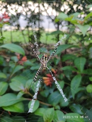 Argiope dang