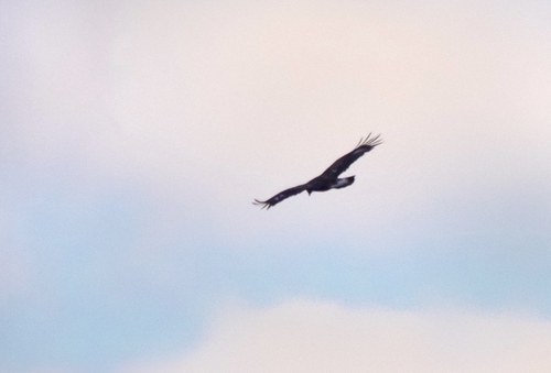 Águila real (Aquila chrysaetos)