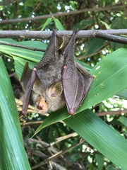 Rhinolophus trifoliatus