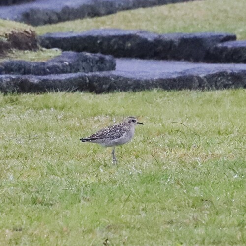 Pluvialis fulva observed 2025-12-16