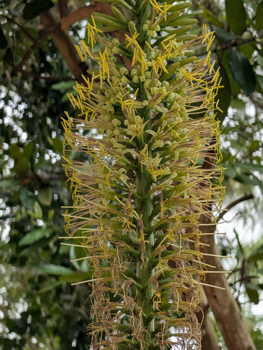 Agave colimana Gentry