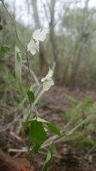 Dalechampia bernieri