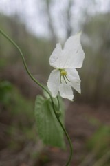 Dalechampia bernieri