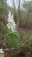 Dalechampia bernieri