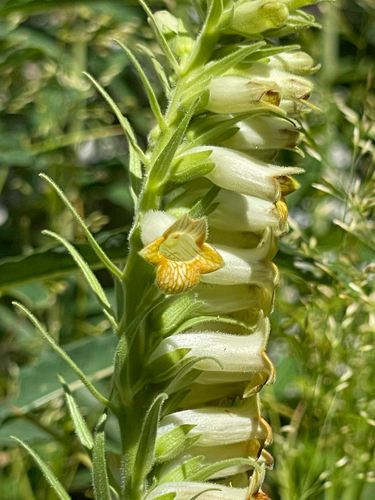 Digitalis viridiflora