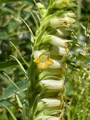 Digitalis viridiflora
